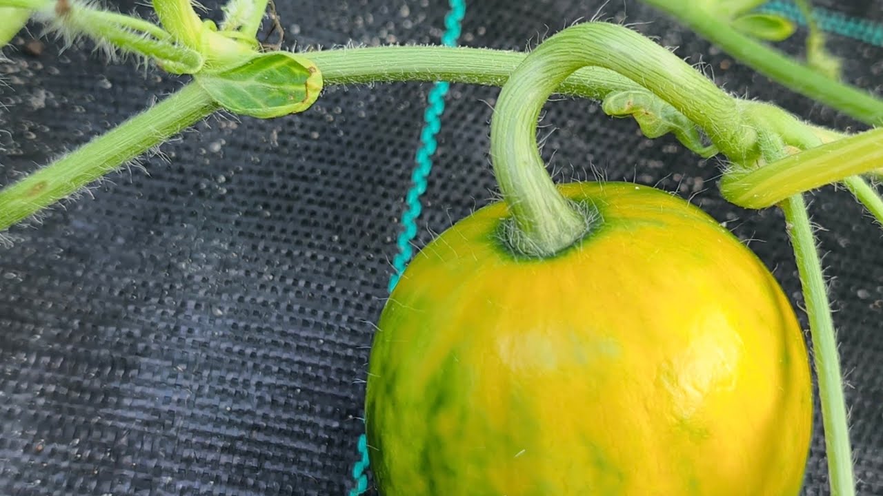 🍉🍀Jedyny arbuz? Czarne chmury chyba odchodzą w dal, czas na coś pozytywnego  13.VII.2026r