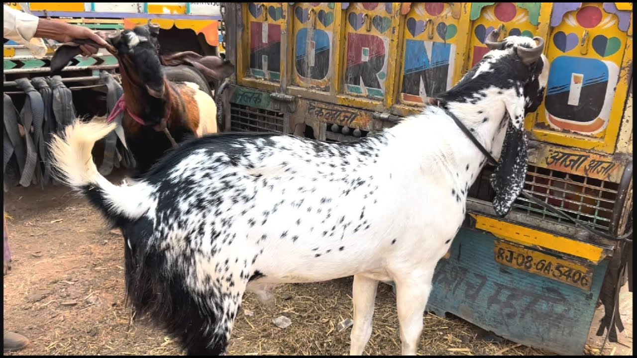 Rajasthan goat market kota bakra mandi live updet cover with price 14th June 2025
