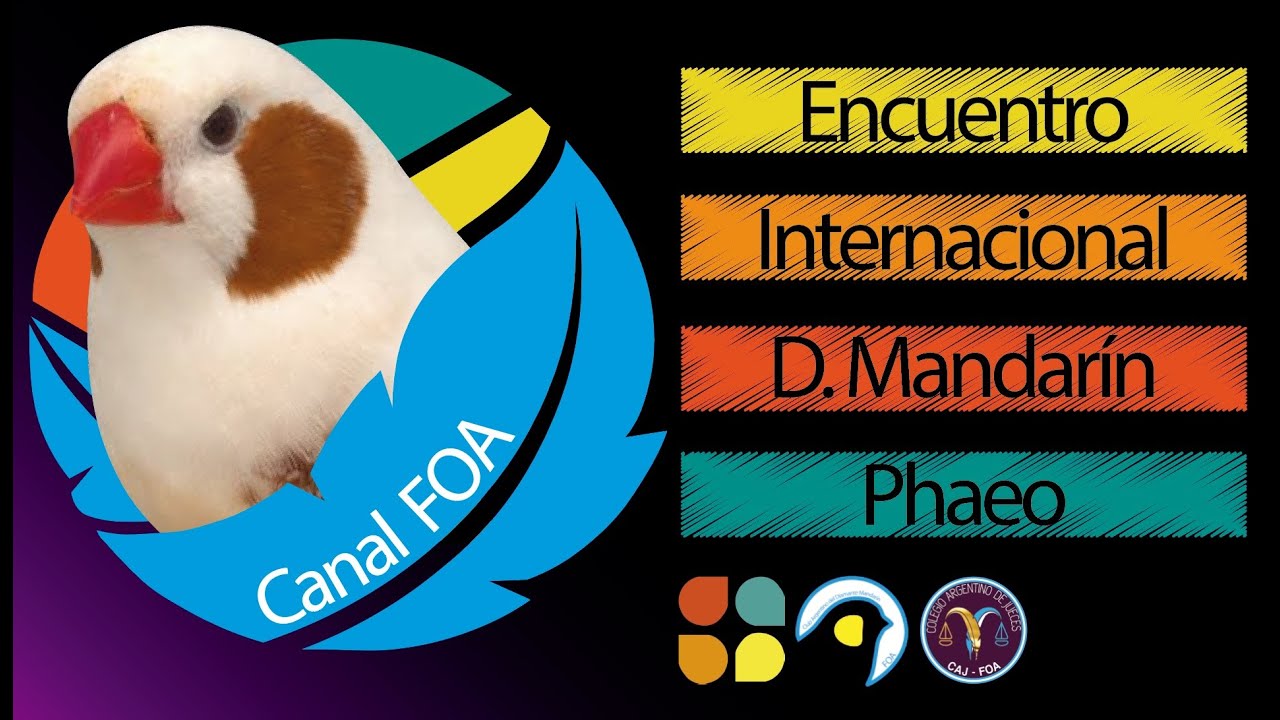 Diamante Mandarín: Encuentro Nº 7