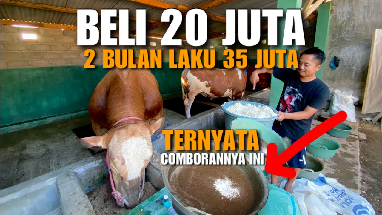 TRIK RAHASIA COMBORAN SAPI❗️2 BULAN PANEN Untung Melimpah