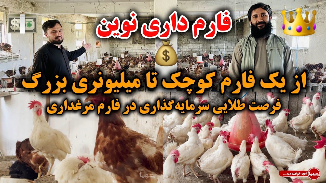 چطور با فارم مرغداری میلیونر شویم؟ | سرمایه‌گذاری مطمئن و پرسود در افغانستان | آینده‌ات را خودت بساز