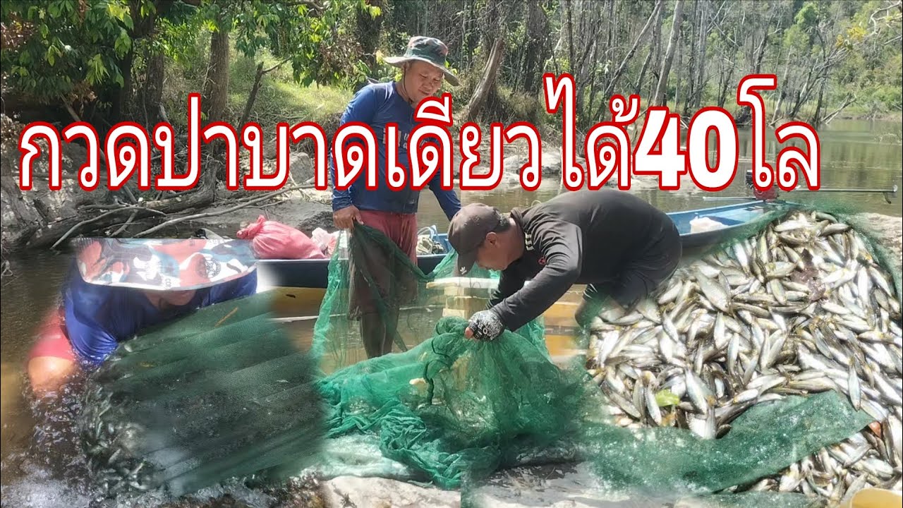 เอาบาดเดียว40โล/ບາດດຽວ40ໂລ
