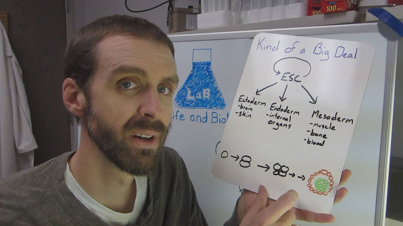 Episode 014 - OSKM! The Yamanaka Factors for iPS Cells