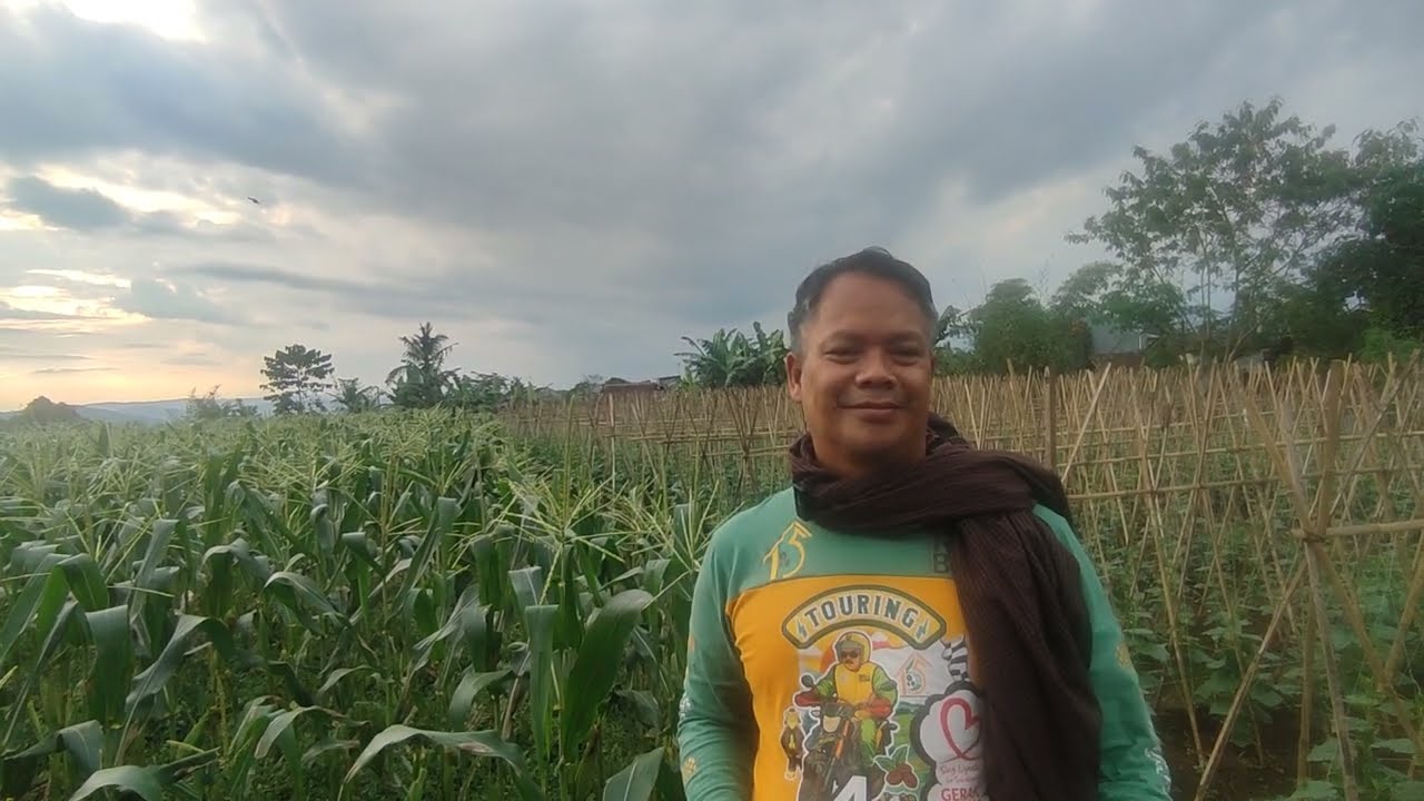 Ngonten Dekat Lokasi Pengerjaan TOL BOCIMI Area Persawahan