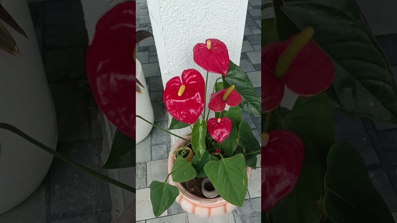 Anthurium plant 🌺 #plants #garden #anthurium #anthuriumplant