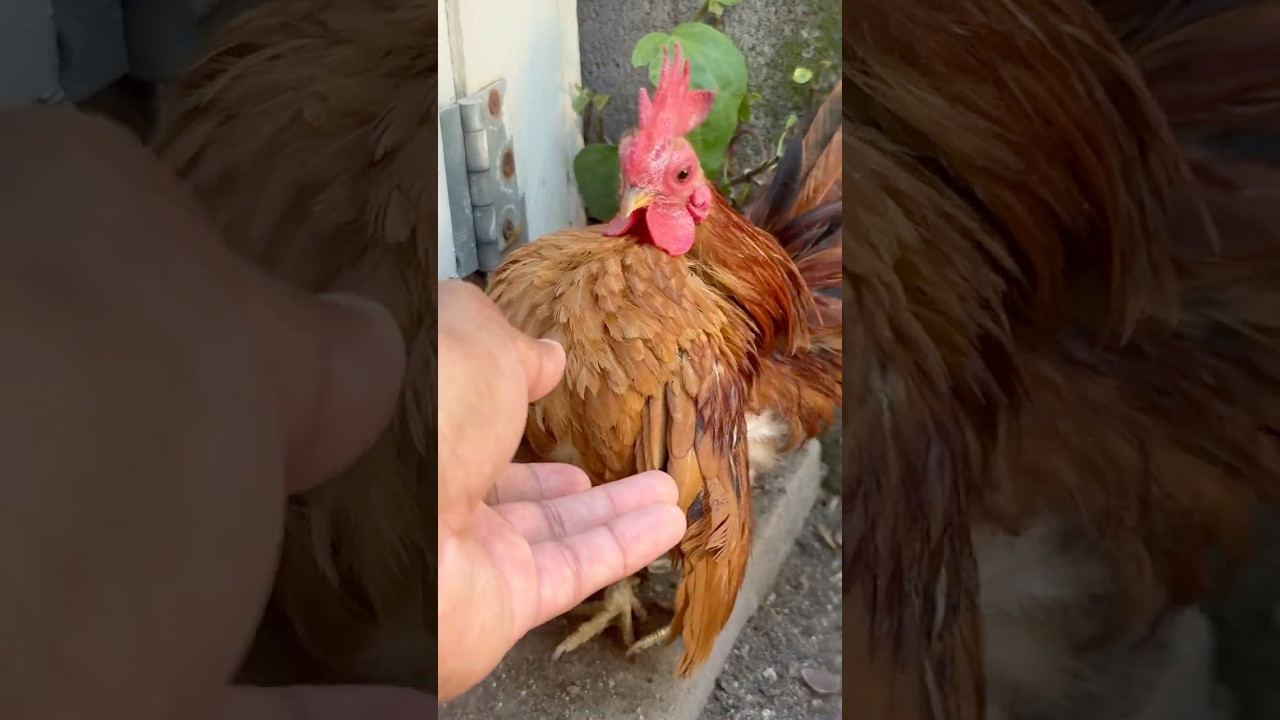 World&rsquo;s Smallest Chicken Breed: MICRO SERAMA
