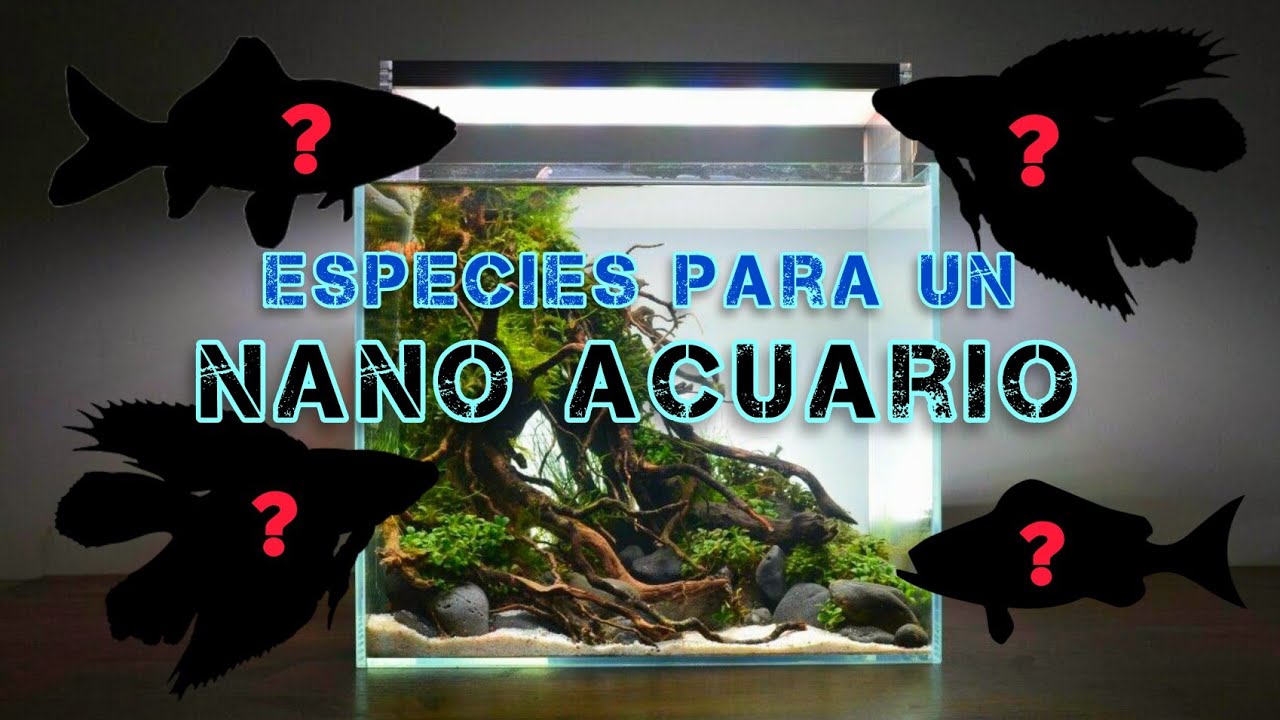 ¿Qué especies puedo tener en un ACUARIO de entre 5 y 15 litros?