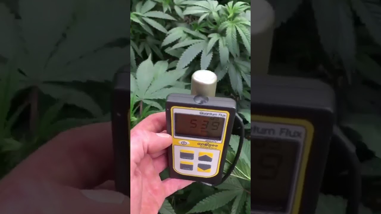 Geeklight 480w monster board v4 plus at 50% 4 feet from canopy week 3 veg