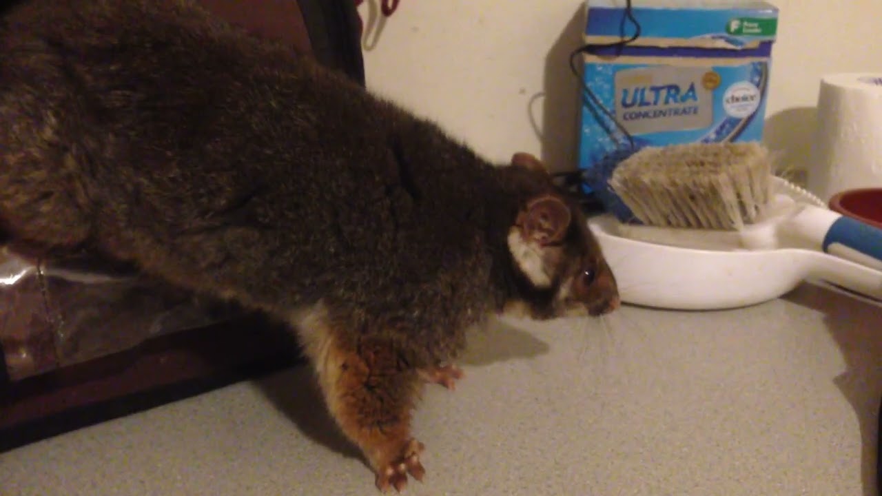 Penny Possum I think. Eden Hills. South Australia. December 19th, 2015. 