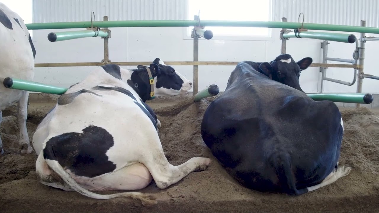 Resting Areas for Dairy Cattle