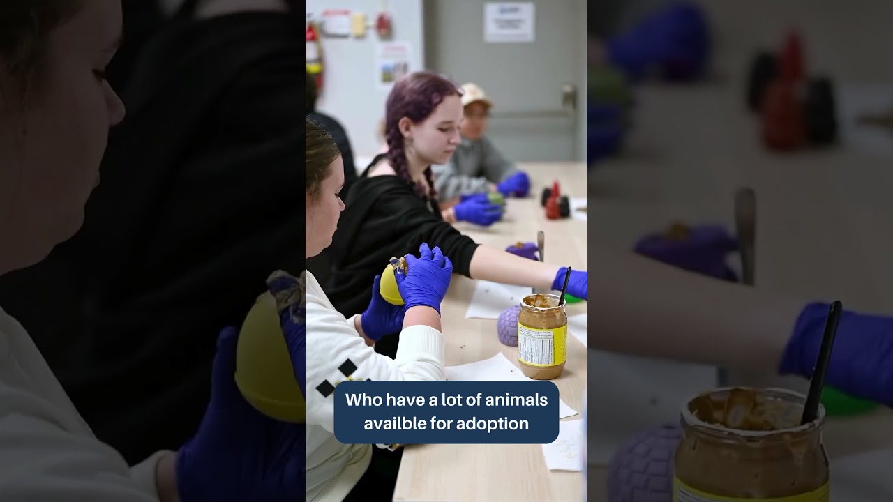 Grade 10 Art Class at Humane Society