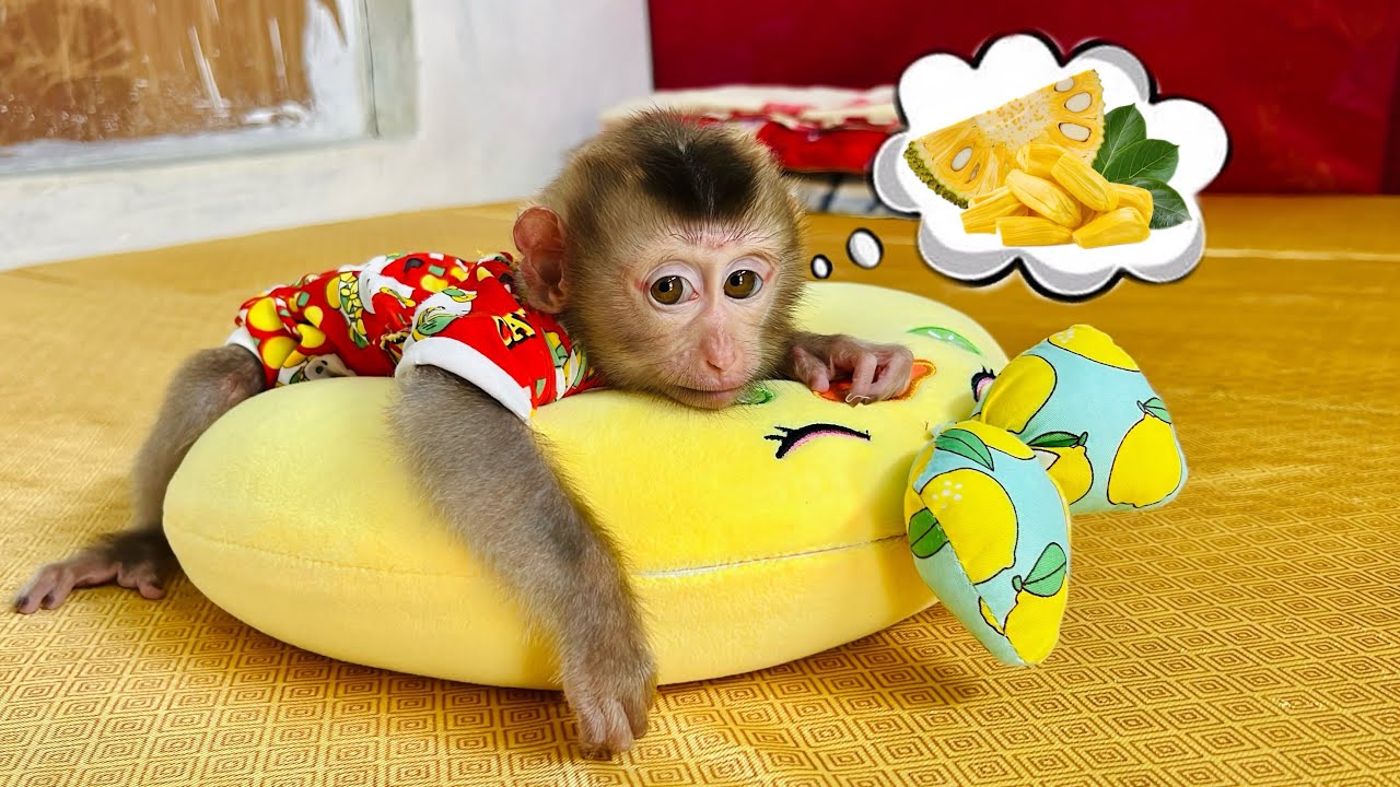 Baby monkey Tina waits for her mother to come home to feed her because she is hungry.