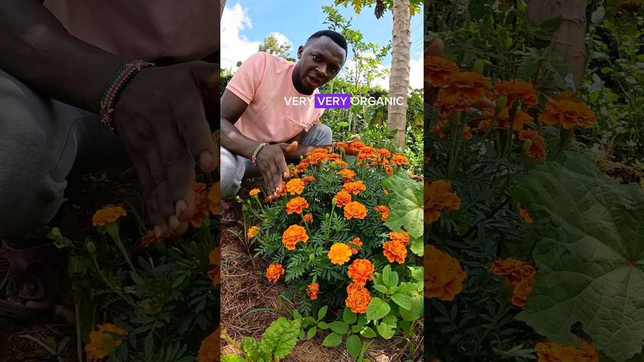 No More Pesticides! Try This Organic Remedy for Your Vegetable Garden #OrganicFarming #GardenTips