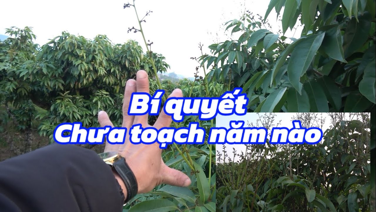 Thăm vườn vải u Hồng ra hoa 100% .