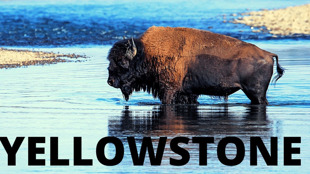 Northern Yellowstone: Where the Wild Things Roam [Lamar, Roosevelt, Beartooth, Mammoth & More]