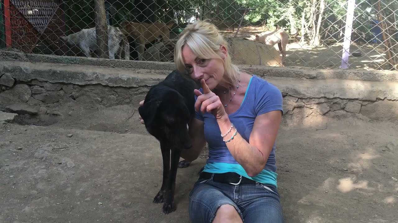 Sanctuary for rescued animals at AnimalAid, India, non profit organisation helping animals in need