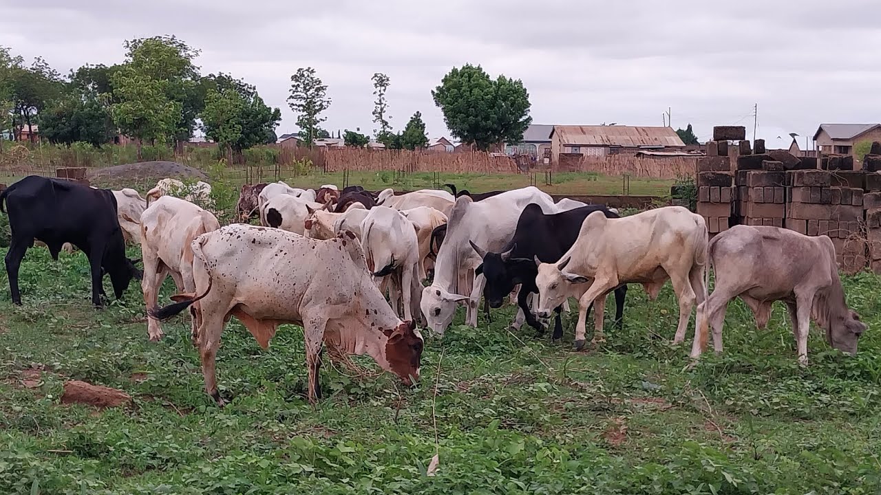 growing brachiaria in Ghana Tamale #cattlefarming #livestock #femalefarmer #Godfirst #bull