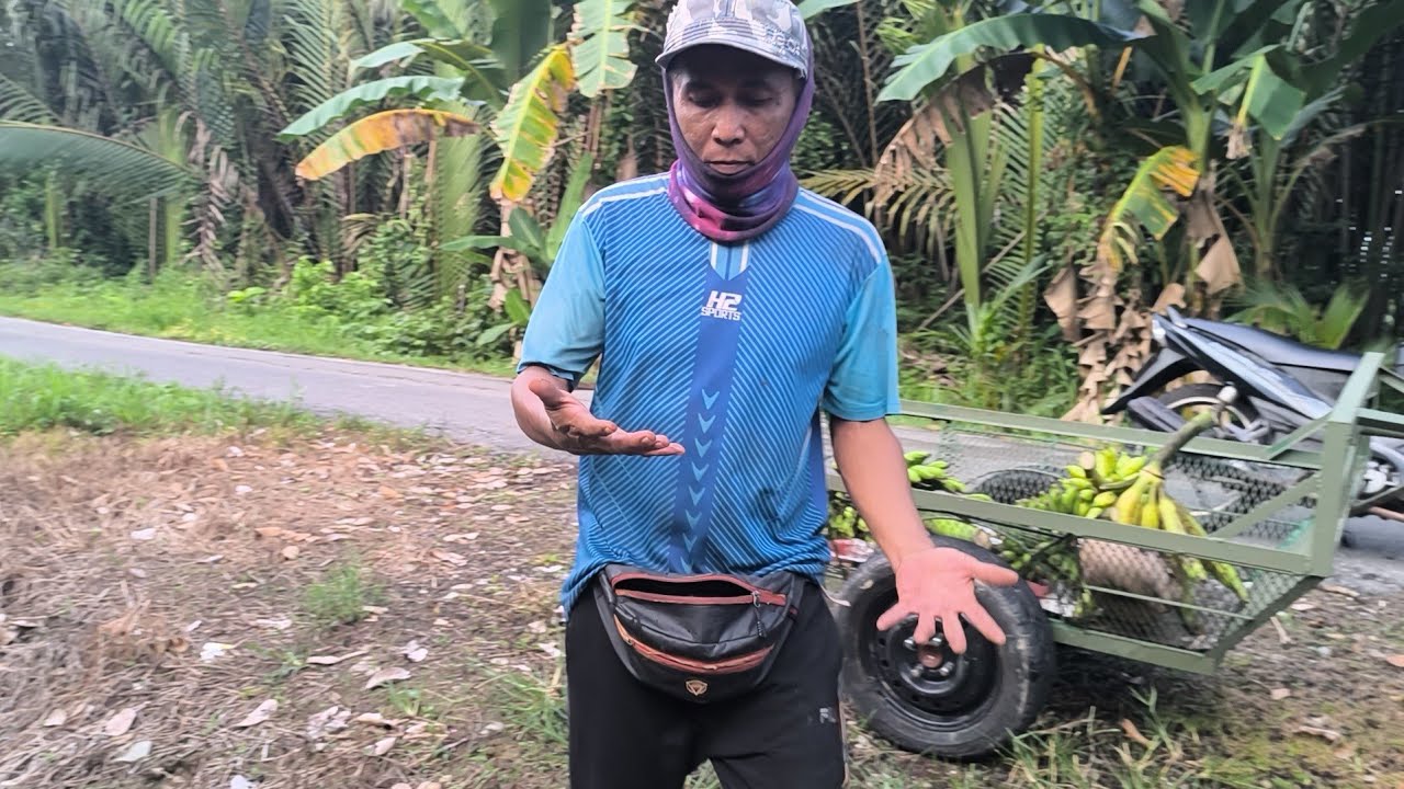 Ke Kebun Ngambi Pisang//Buah Asam//Buah Tapuk(Nira)Medak Nembiak Besukan