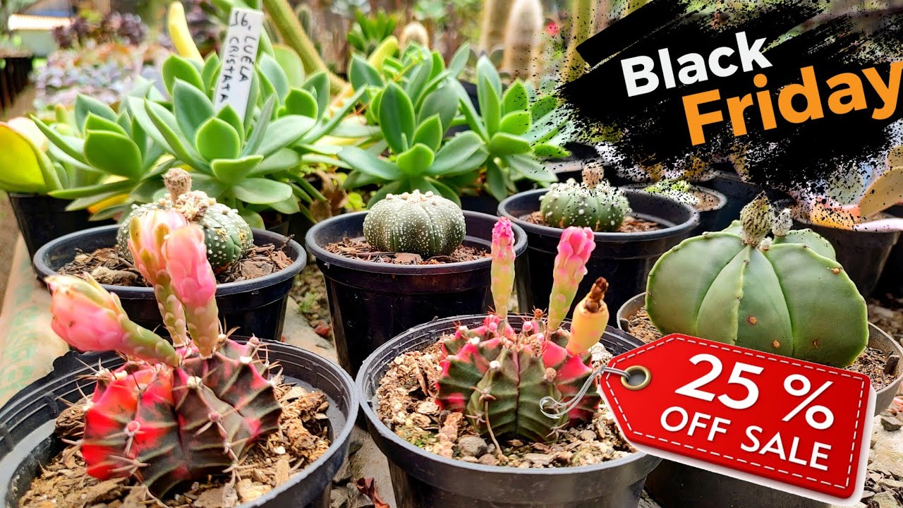 BLACK FRIDAY DE SUCULENTAS JARDIM DOS CACTOS | TODAS AS PLANTAS COM 25% DE DESCONTO