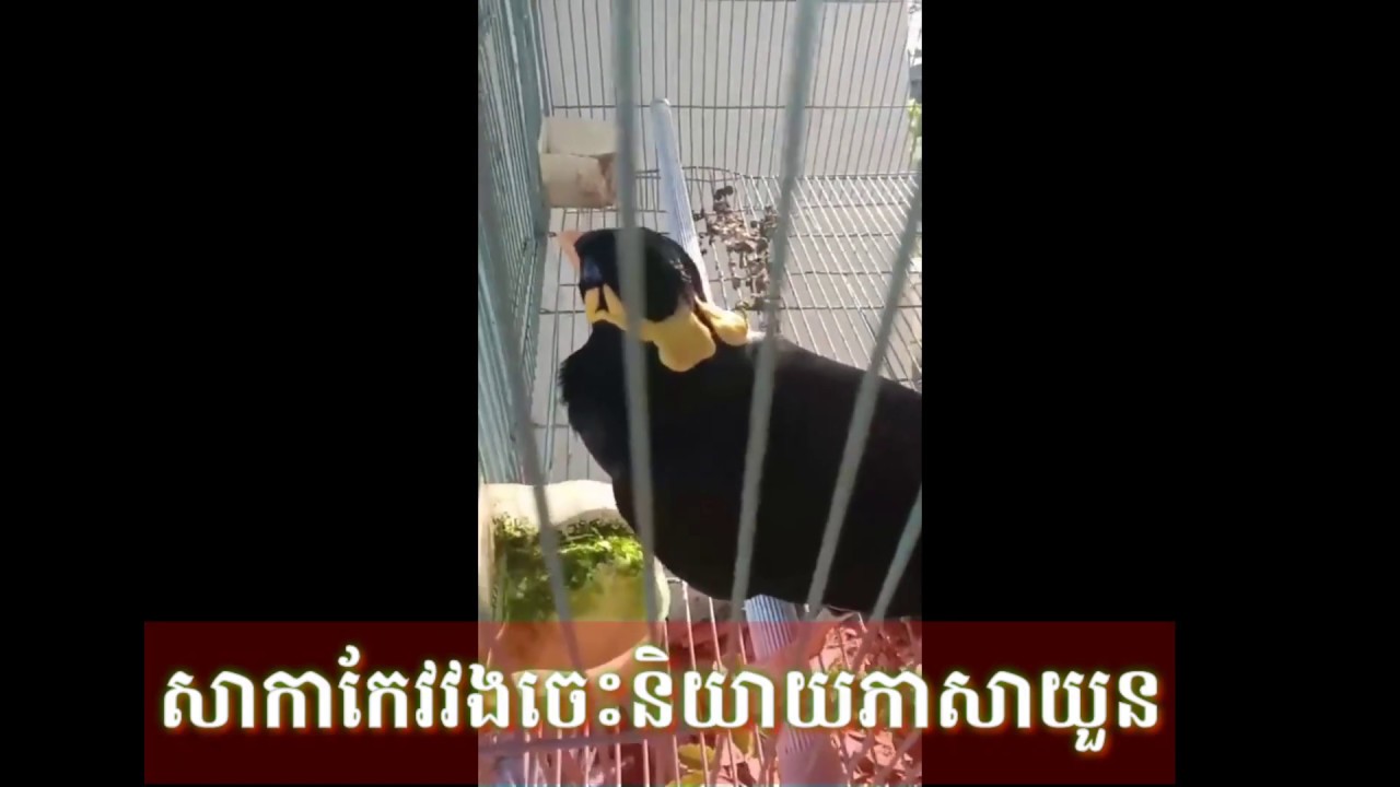 សាកាកែវវងចេះនិយាយភាសាយួន