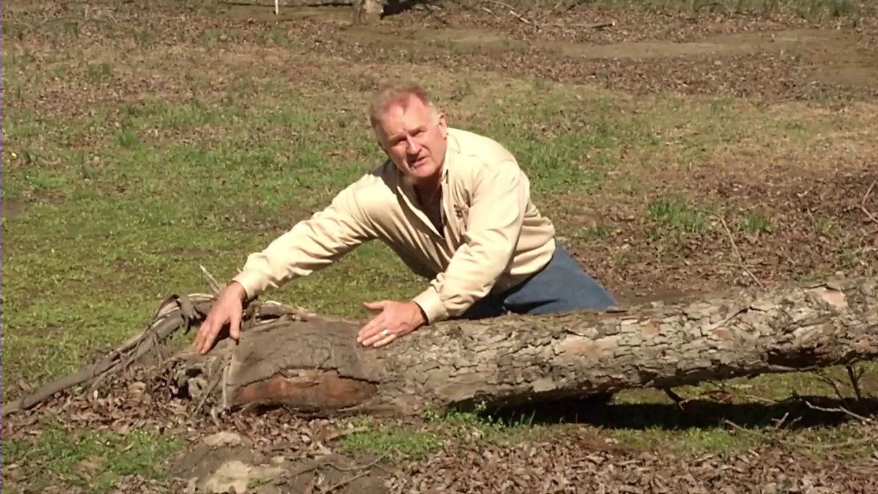 Successfully Growing Pecans in North Carolina
