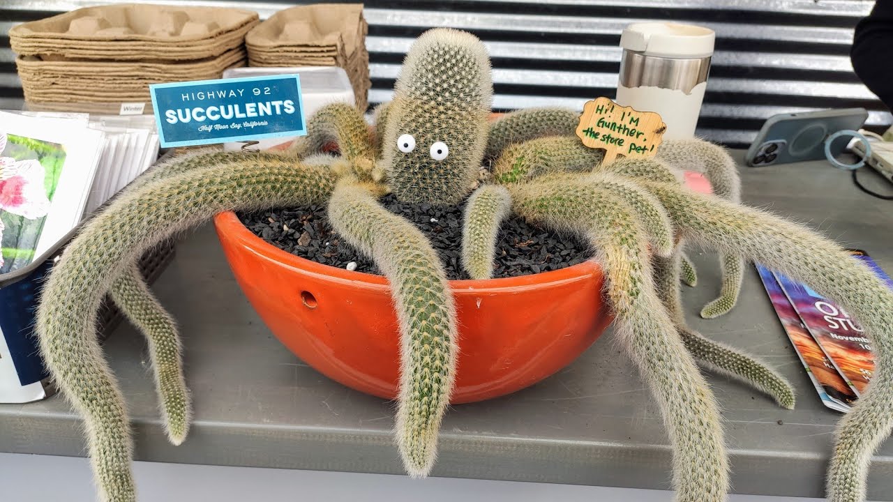 Plant Shopping at Highway 92 Succulents - Half Moon Bay, CA