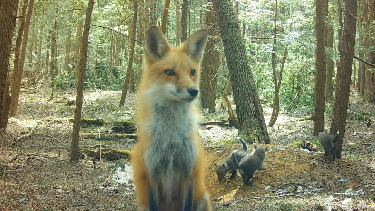 Red Fox Mom’s Late-Night Hunts & Sweet Fox Pup Cuddles