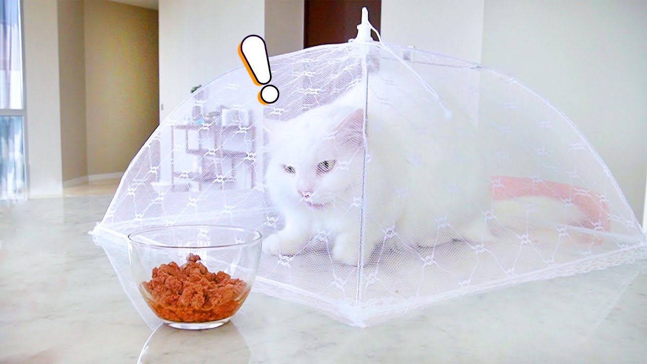 Cats Try To Escape Mosquito Net