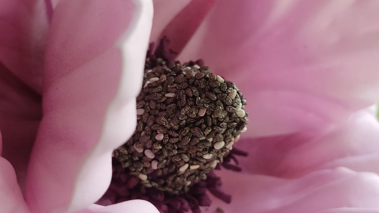 Clase Flor Toscana foamy  con centro de semilla de chia | Flory Fomy