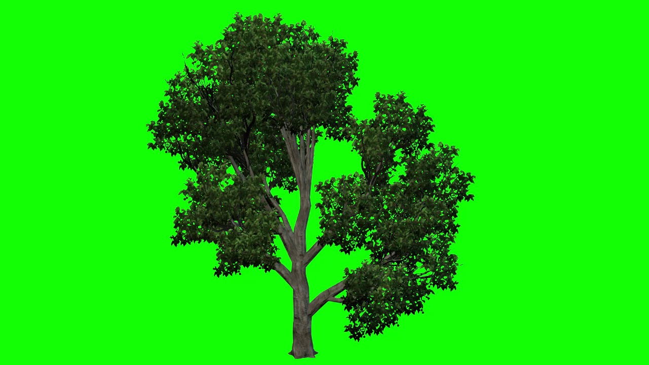 green screen best tree with wind