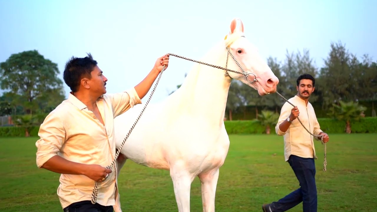 sunny doraha veer The Khwaab Heritage Ranch Begowal - Jatana Rd , Doraha 9872543395 / 9971377915