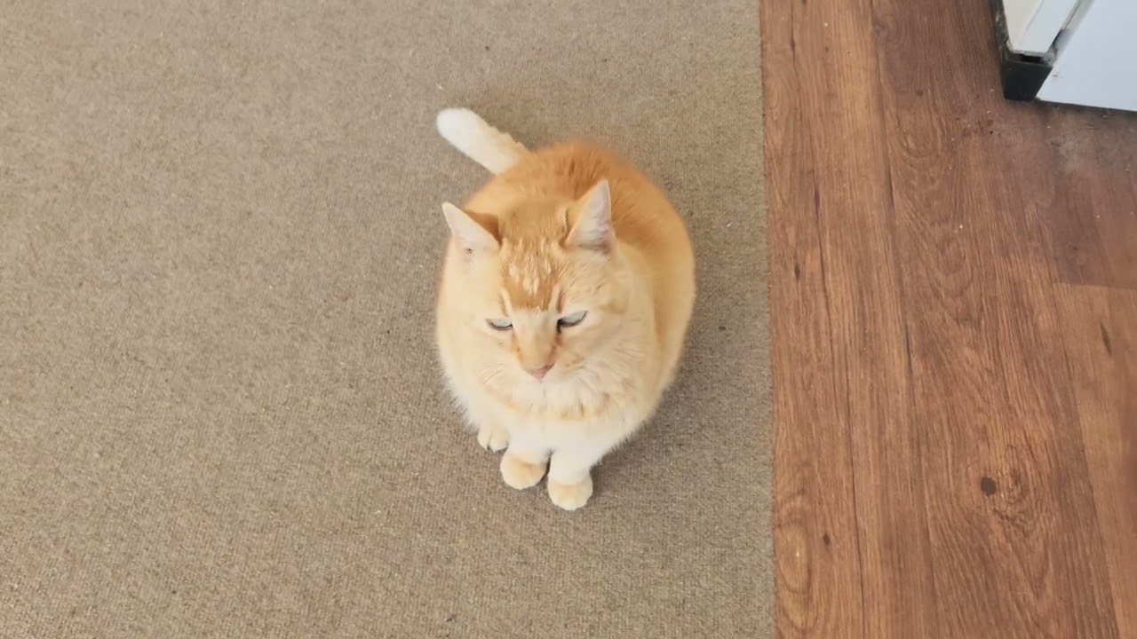 Я попыталась сварить кофе, но у моей кошки были другие планы ☕️🐱