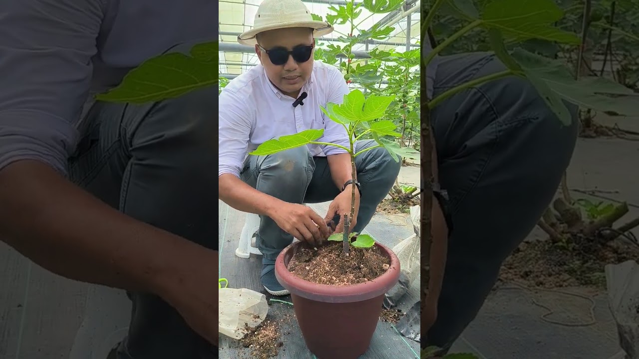 Cara Tanam Anak Pokok Tin Di Dalam Pasu Dan Cara Pembajaan