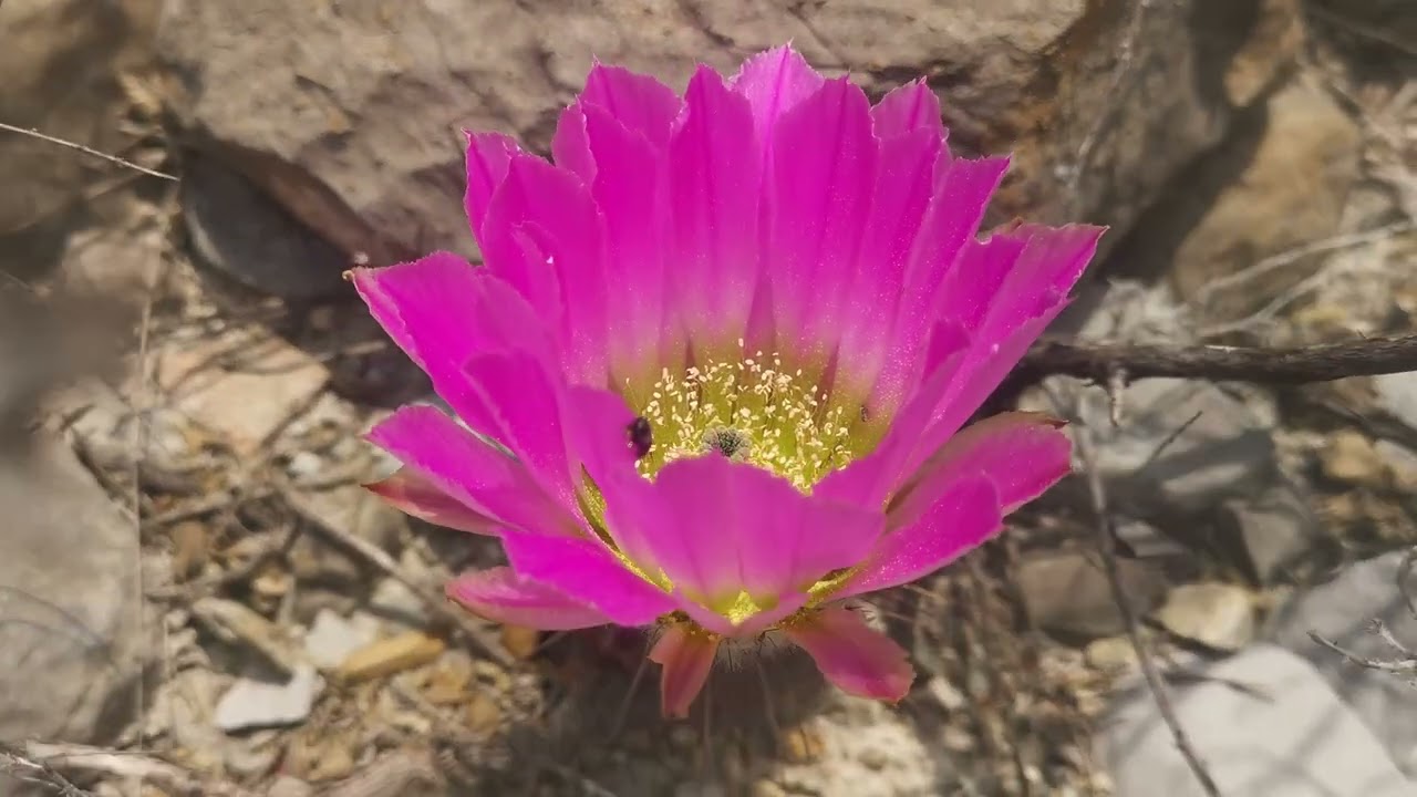 Cactáceas en Hábitat:  Echinocereus armatus en floración