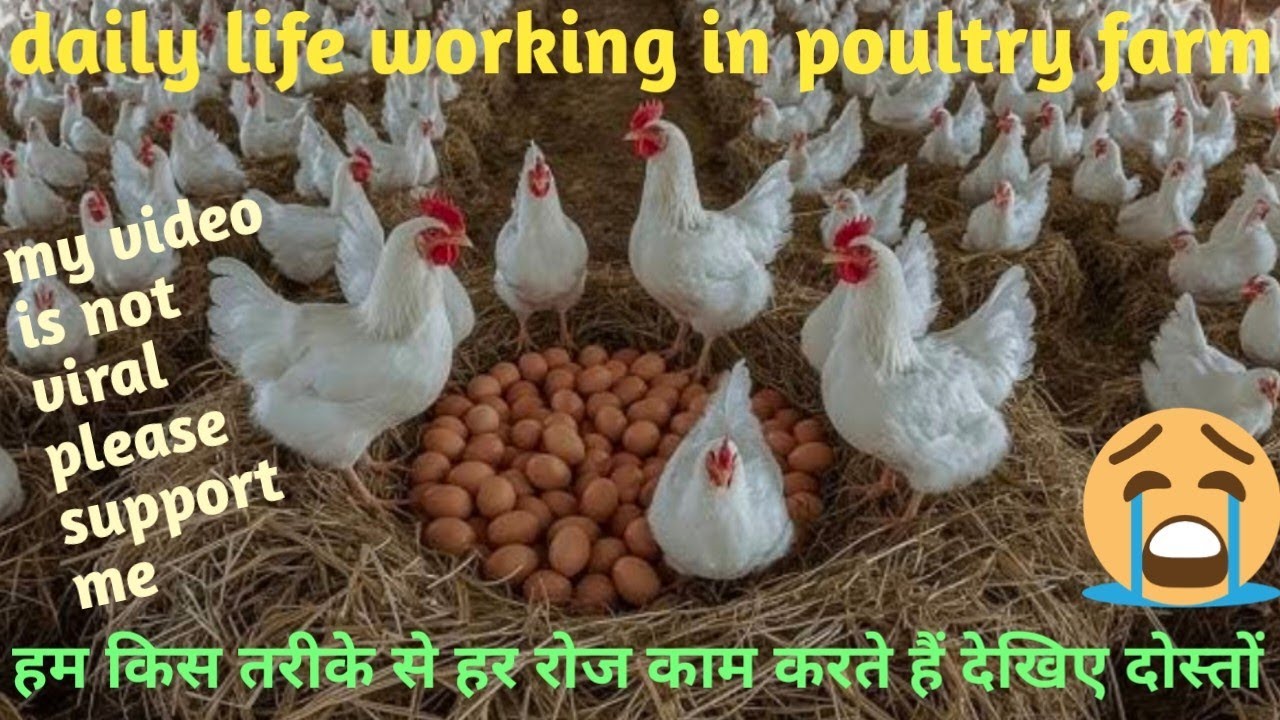 Daily life working in poultry farm|😔 how to running in poultry farm North East|live stock business➡️