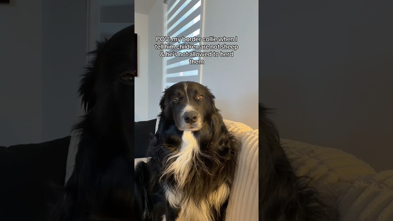 My border collie thinks children are sheep&hellip; #bordercollie #herdingdog #dogowners #dogshorts #dogs