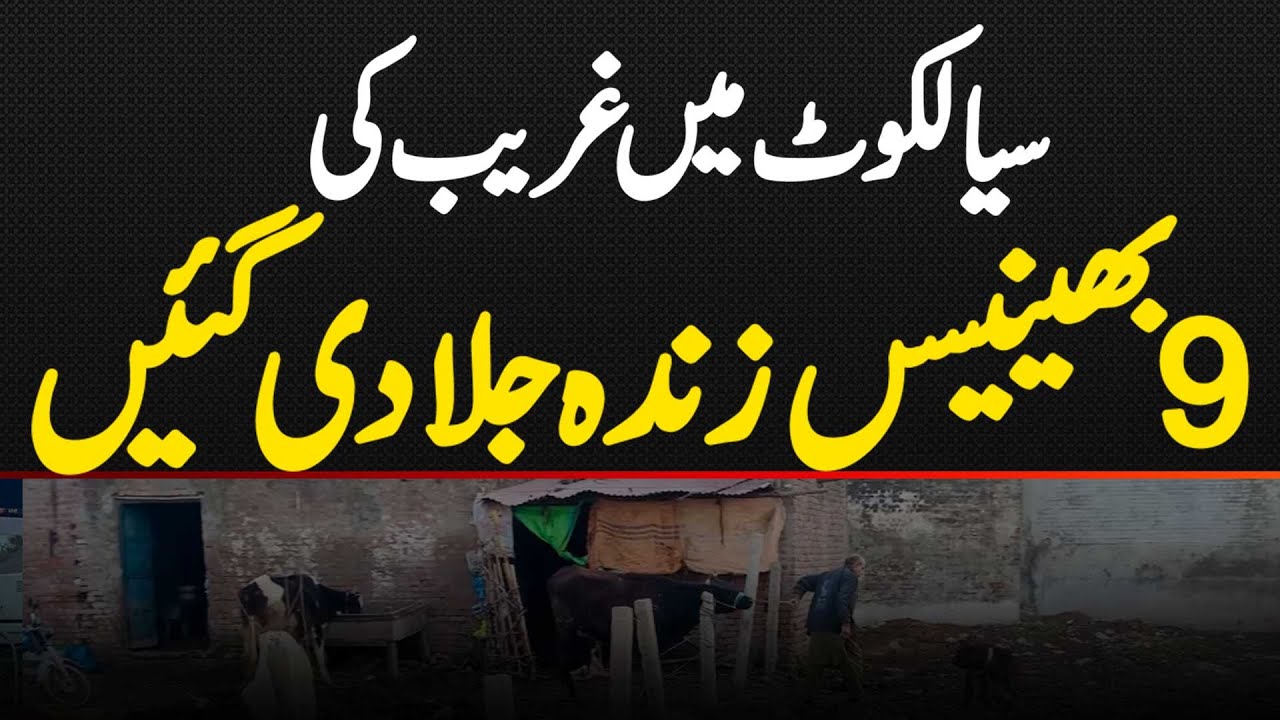 A Poor Man's Nine Buffaloes Burned Alive in Sialkot