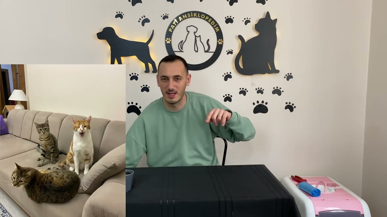 BASİT KEDİ EVİ YAPIMI - Plastik Kasalardan Kedi Evi Yaptık