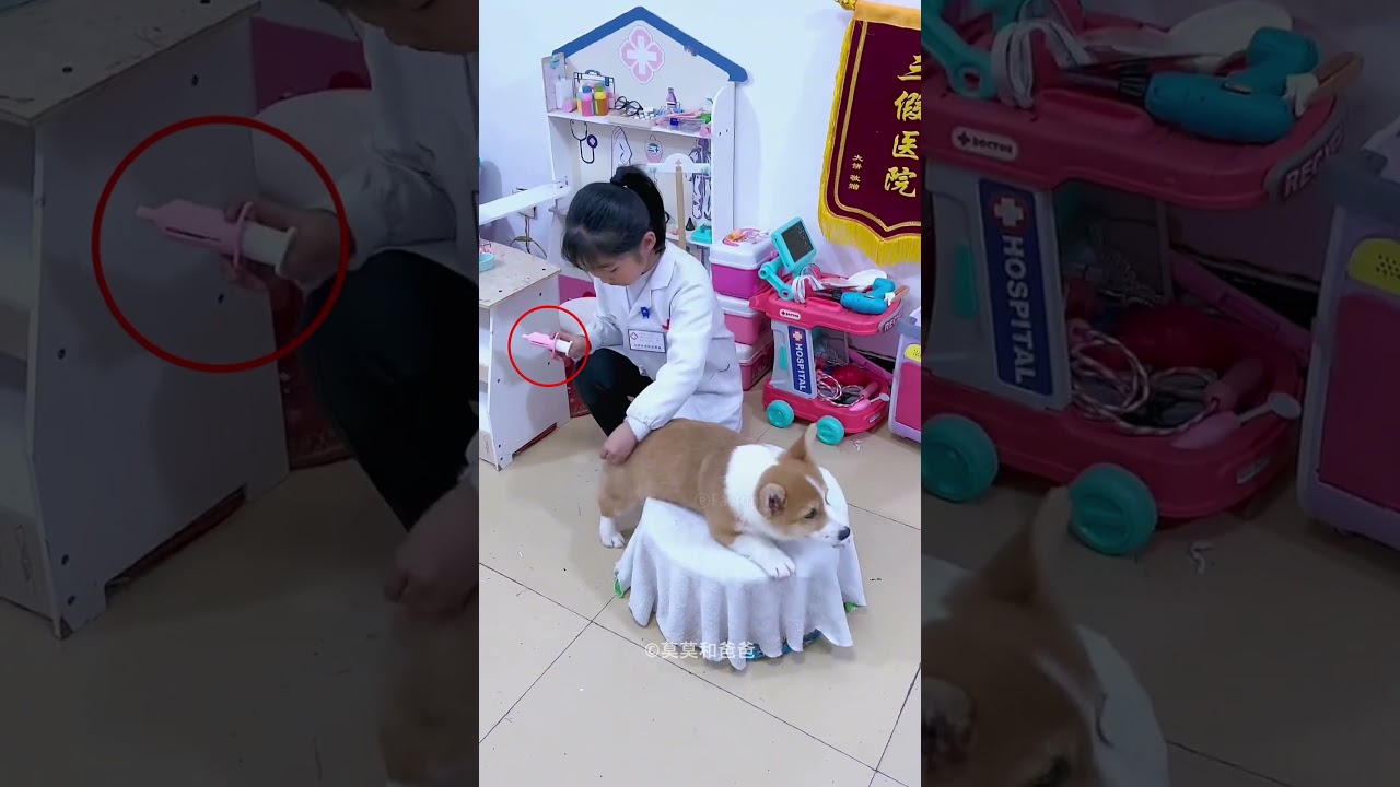 Smart Dog Helped Owner be Doctor😊