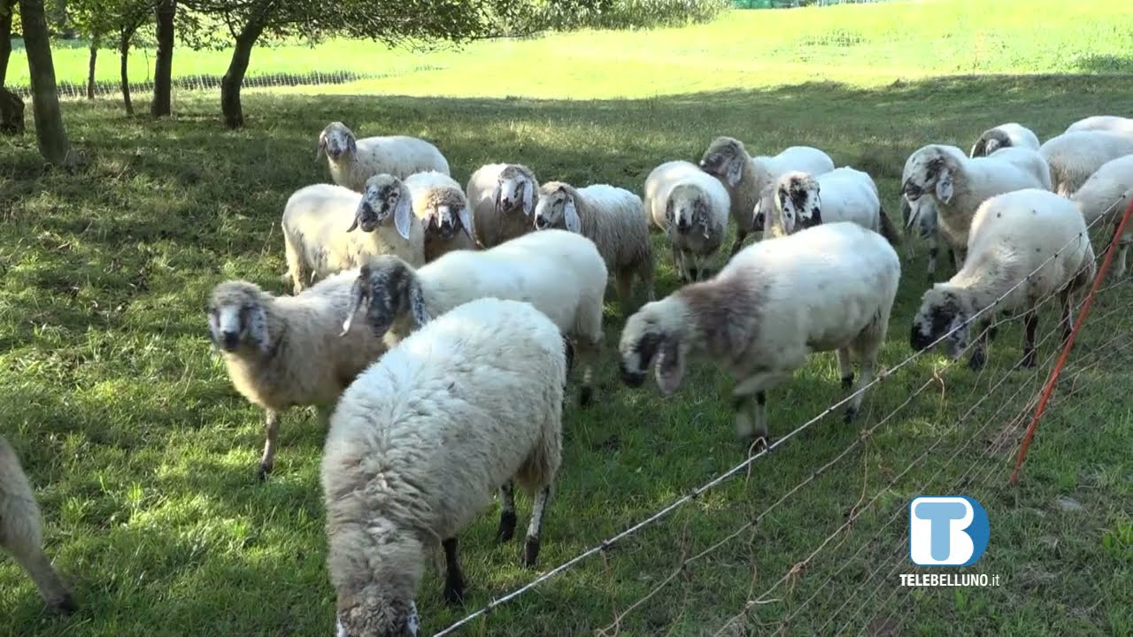 Allevamenti di pecore, un'opportunità per il Bellunese