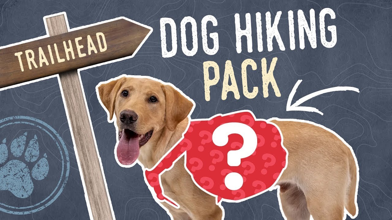 The 10 Best Backpacks for Hiking with Your Dog