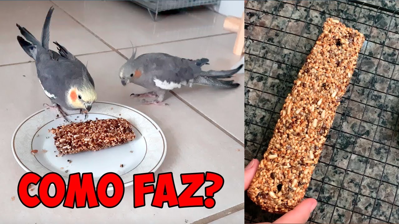 COMO FAZER BARRINHA DE SEMENTES PARA CALOPSITA