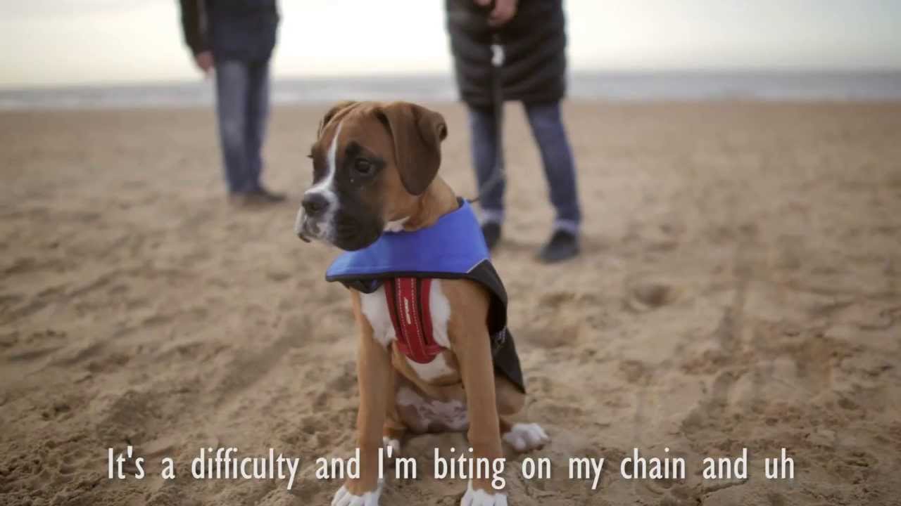 Nala heath the Boxer puppy 4 months old.