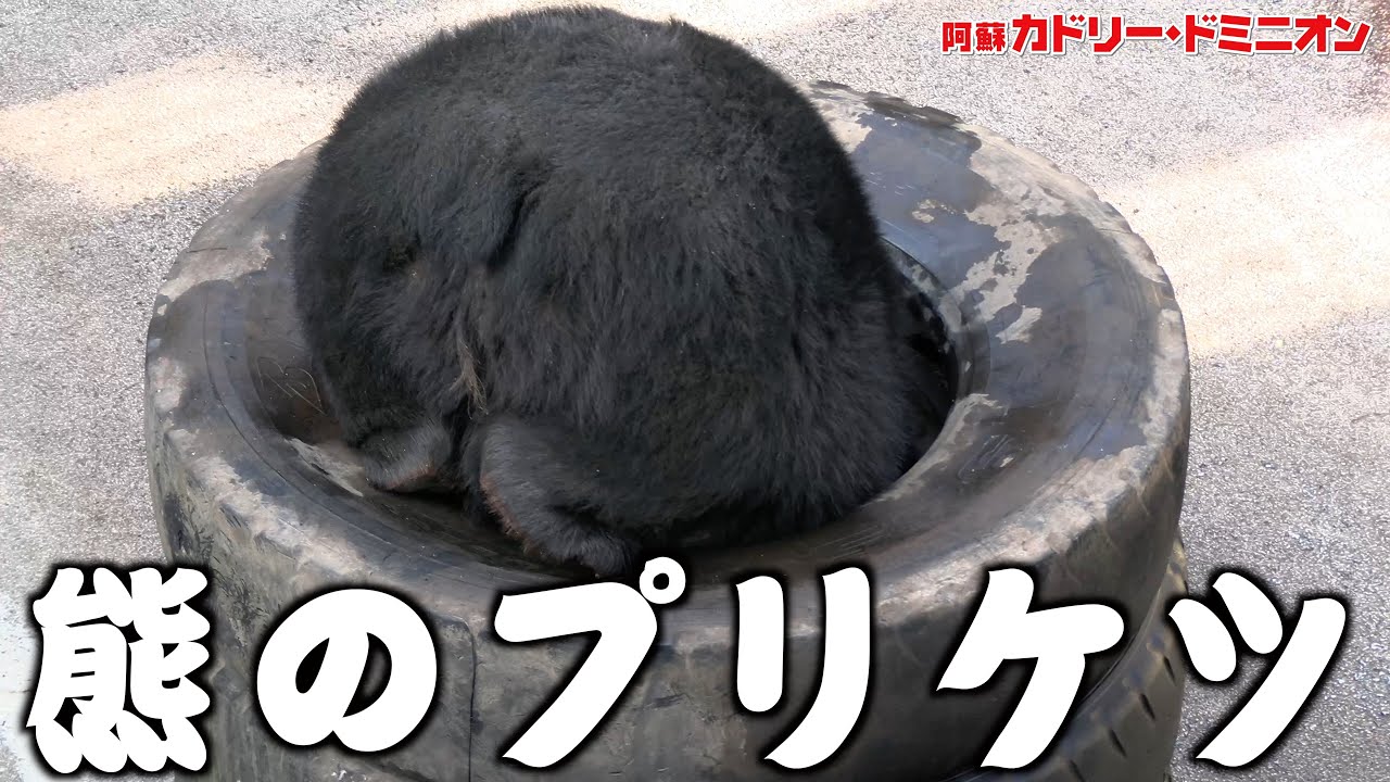 新しいおもちゃをもらったクマさん盛大にやらかすwwww
