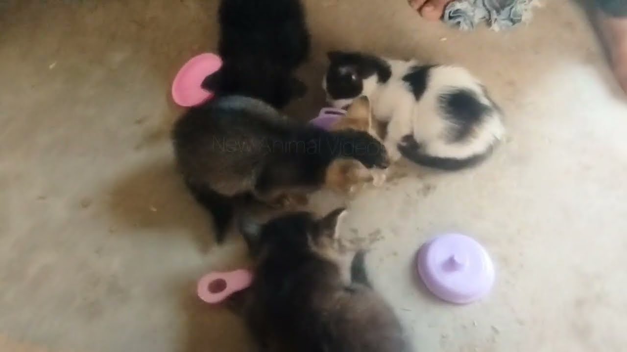Hungry Kitten Rescued by Kids 🐱 | From Street to Home, Love & Care Begins