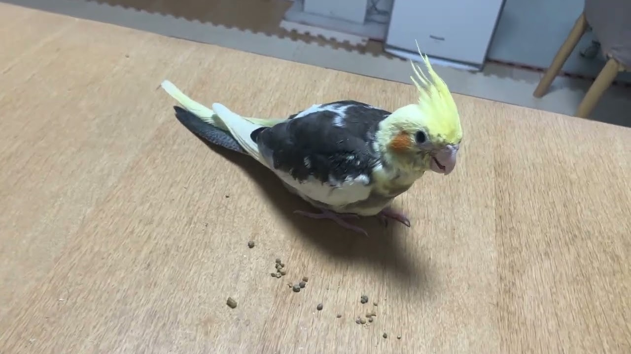 20260208 犬に冠羽ピーン