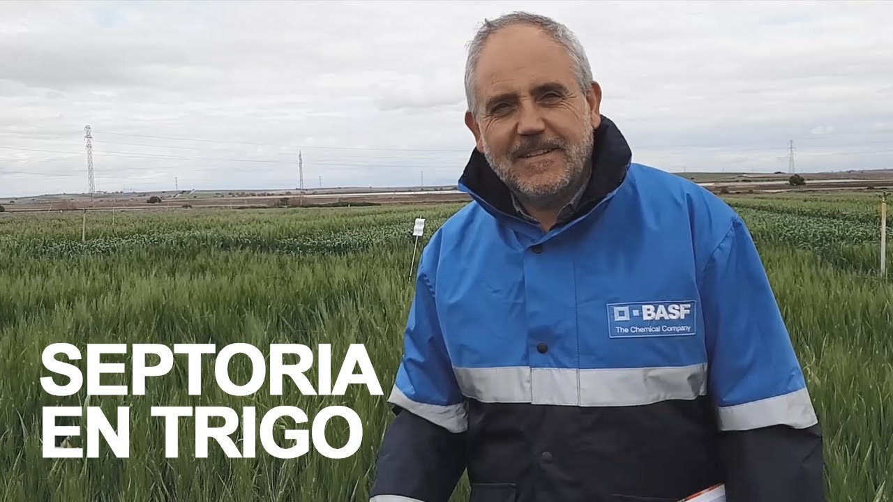 Septoria en trigo, &iexcl;controlada!