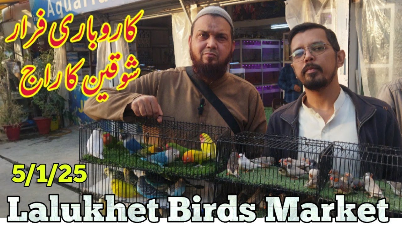 lalukhet sunday birds market 5/1/25| birds rate list 2025 lalukhet birds market 2024|zunair birds