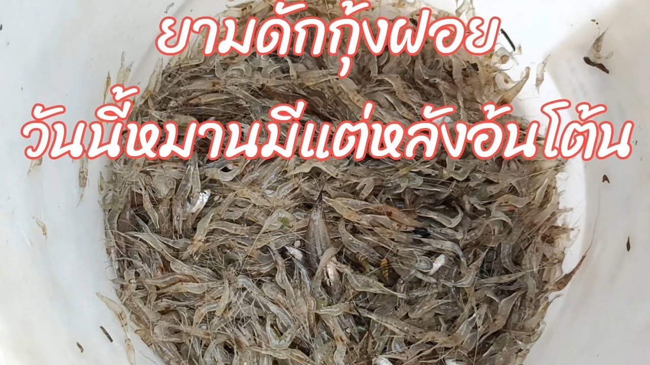 #ดักกุ้งฝอย23กุมภาพันธ์ 2569@BaoPongบ่าวป๋อง 