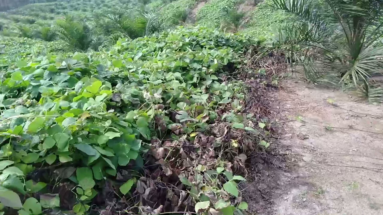 Perawatan TBM Sawit yang pakai Kacangan Mucuna !